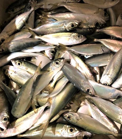 akule fish in english|Akule and Halalu fishing etiquette .